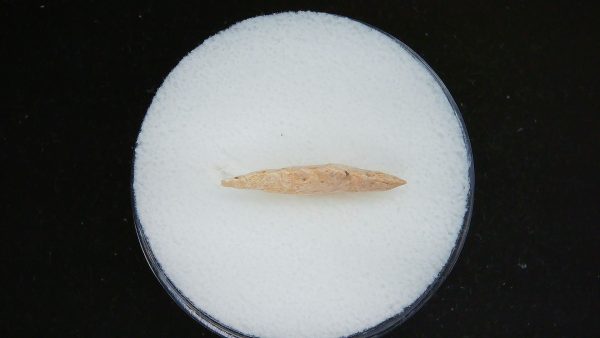 Mesolithic Serrated Bird Point #36 - Image 3