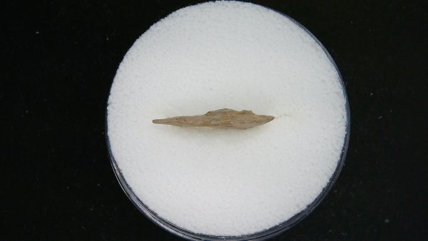 Mesolithic Serrated Bird Point #37 - Image 3