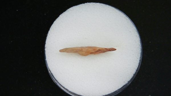 Mesolithic Serrated Bird Point #38 - Image 3