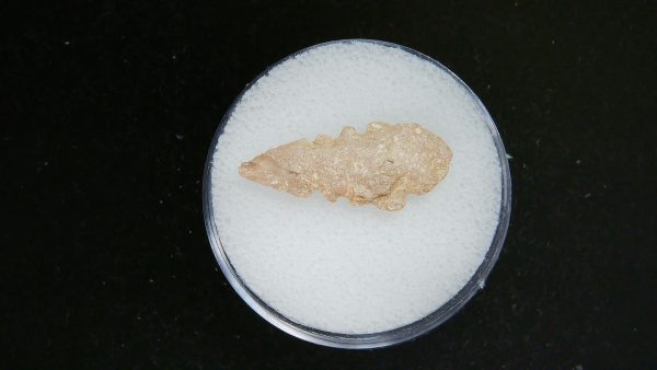 Mesolithic Serrated Bird Point #39