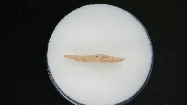 Mesolithic Serrated Bird Point #39 - Image 3
