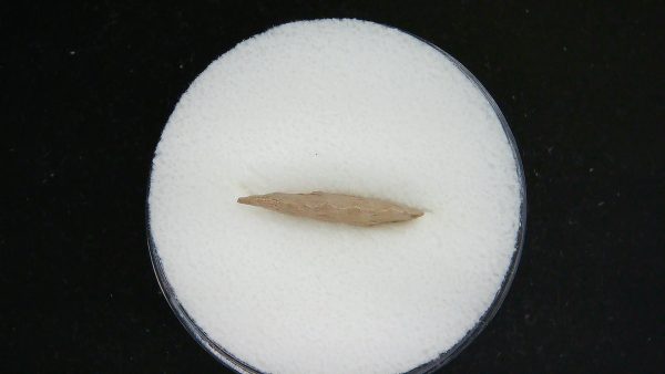Mesolithic Serrated Bird Point #40 - Image 3