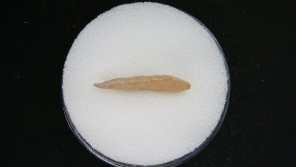 Mesolithic Serrated Bird Point #42 - Image 3