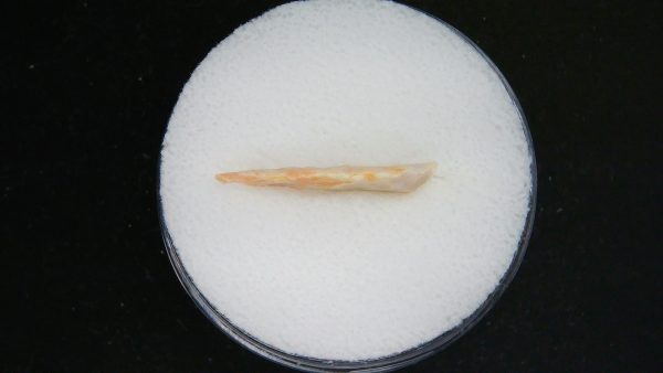 Mesolithic Serrated Bird Point #43 - Image 3