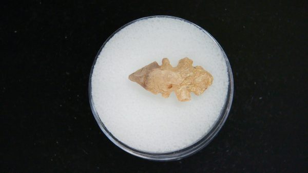 Genuine Morocco Sahara Desert Mesolithic Serrated Base Point For Sale #44