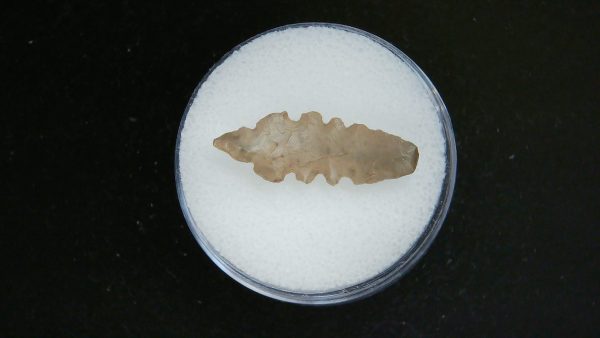 Genuine Morocco Sahara Desert Mesolithic Serrated Base Point For Sale #45a