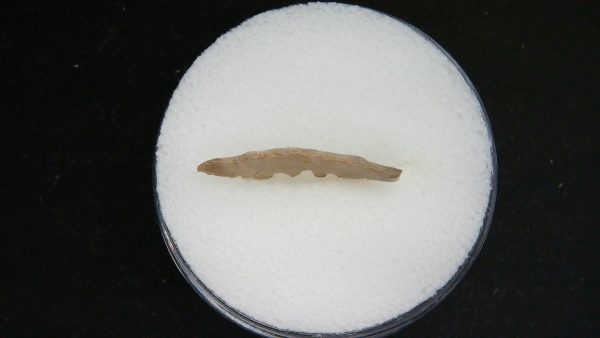Genuine Morocco Sahara Desert Mesolithic Serrated Base Point For Sale #45b