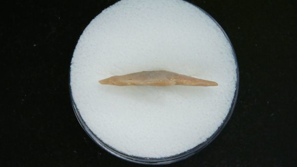 Mesolithic Straight Stemmed Point #46 - Image 3
