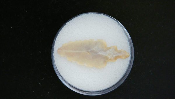 Mesolithic Straight Stemmed Point #48