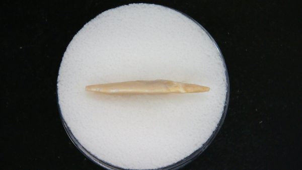 Mesolithic Straight Stemmed Point #48 - Image 3