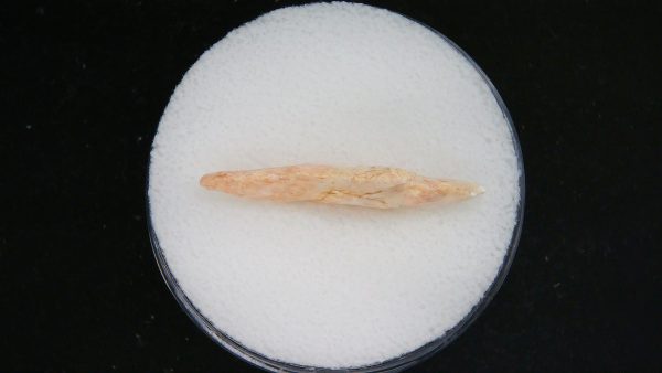 Mesolithic Straight Stemmed Point #49 - Image 3