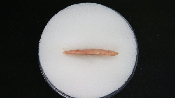Mesolithic Straight Stemmed Point #52 - Image 3