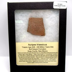 Acripes triassicus Arthropod Track Fossils for Sale 1