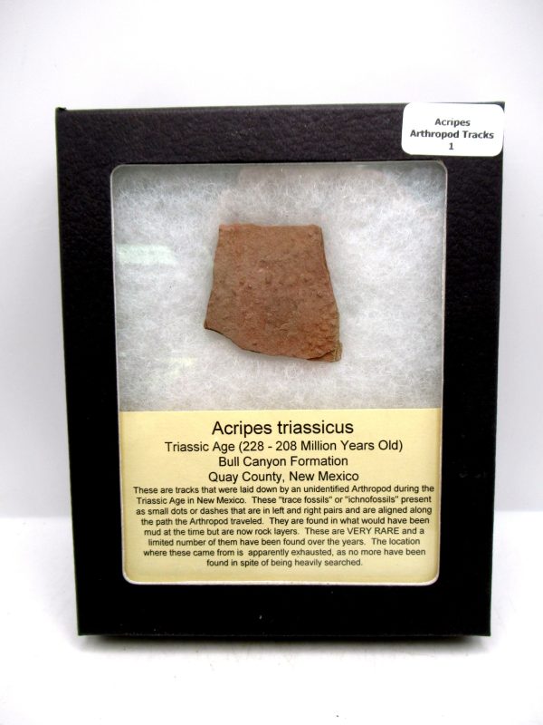 Acripes triassicus Arthropod Track Fossils for Sale 1