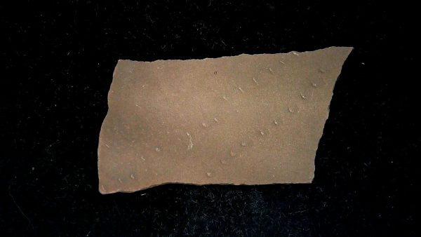 Acripes triassicus Arthropod Track Fossils for Sale 2 - Image 2