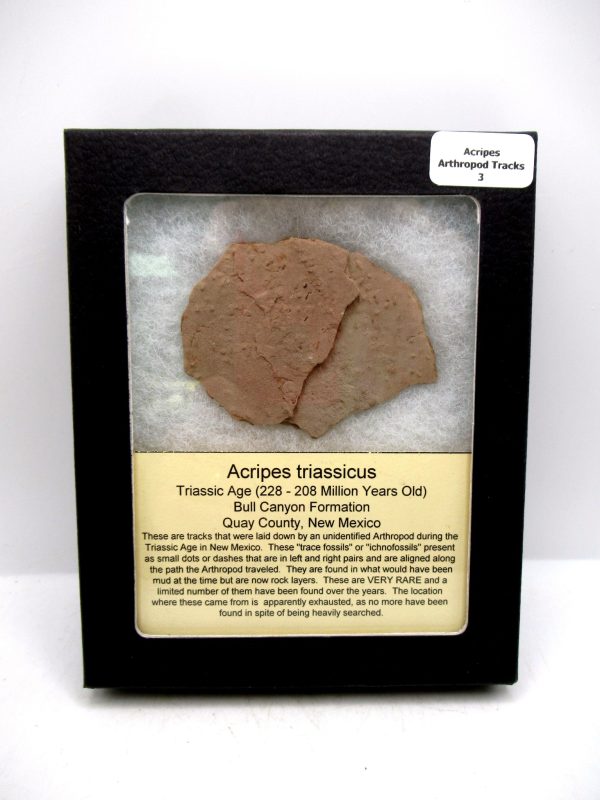 Acripes triassicus Arthropod Track Fossils for Sale 3