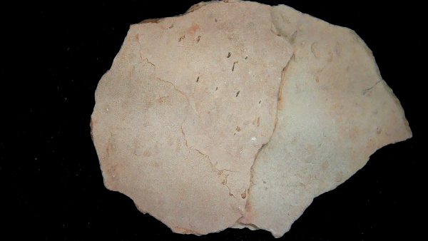 Acripes triassicus Arthropod Track Fossils for Sale 3 - Image 2