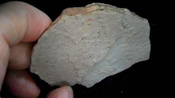 Acripes triassicus Arthropod Track Fossils for Sale 3 - Image 3