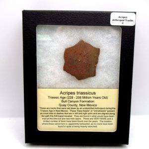 Acripes triassicus Arthropod Track Fossils for Sale 4