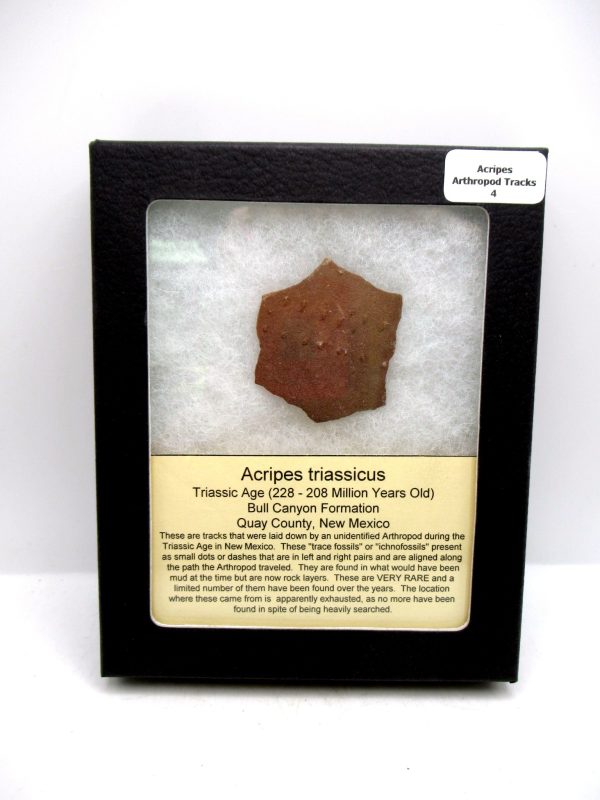 Acripes triassicus Arthropod Track Fossils for Sale 4
