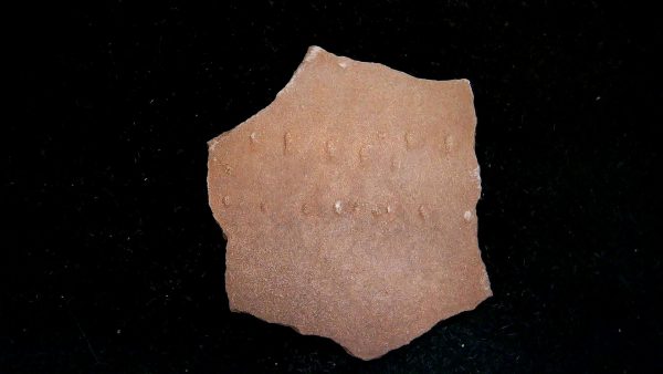 Acripes triassicus Arthropod Track Fossils for Sale 4 - Image 2