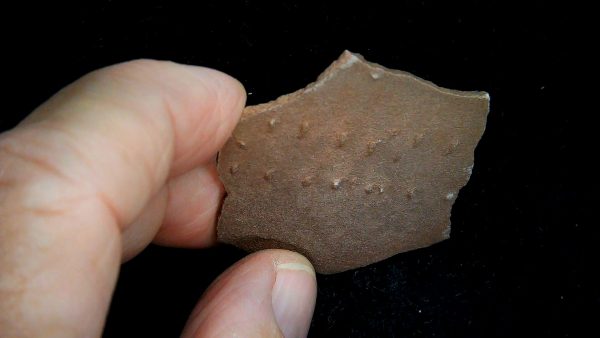 Acripes triassicus Arthropod Track Fossils for Sale 4 - Image 3