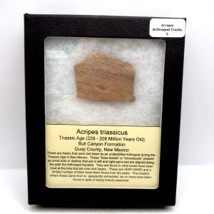 Acripes triassicus Arthropod Track Fossils for Sale 5