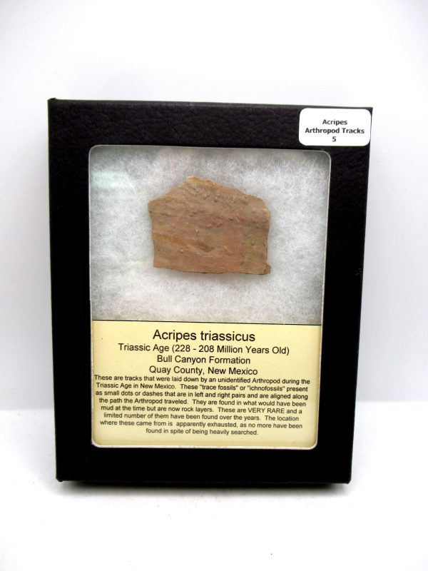 Acripes triassicus Arthropod Track Fossils for Sale 5