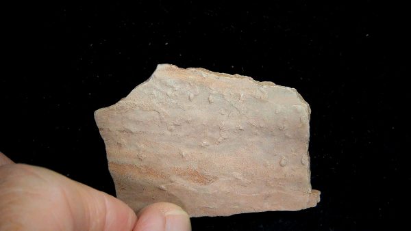 Acripes triassicus Arthropod Track Fossils for Sale 5 - Image 2