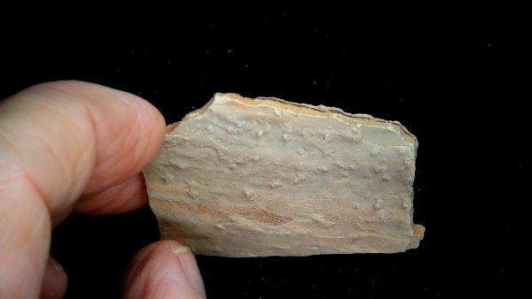 Acripes triassicus Arthropod Track Fossils for Sale 5 - Image 3
