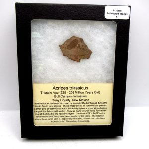 Acripes triassicus Arthropod Track Fossils for Sale 6