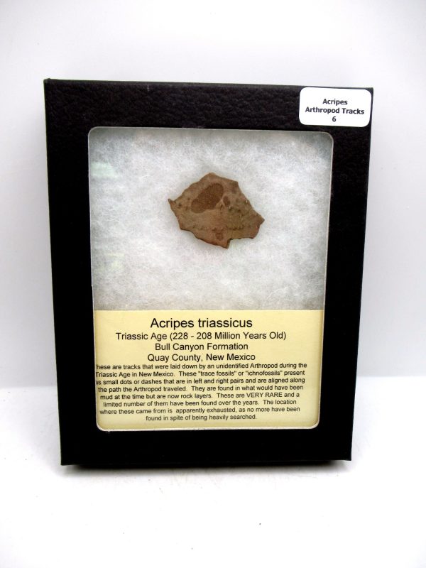 Acripes triassicus Arthropod Track Fossils for Sale 6