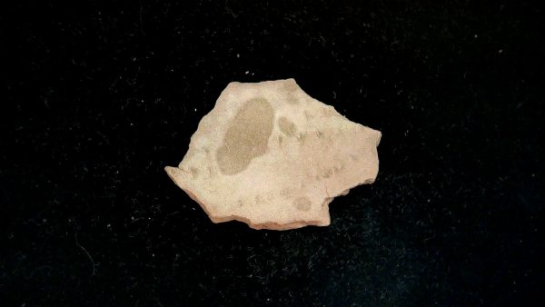 Acripes triassicus Arthropod Track Fossils for Sale 6 - Image 2