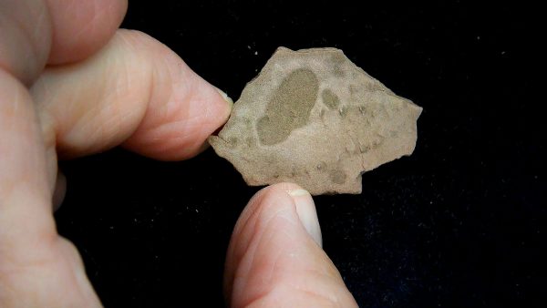 Acripes triassicus Arthropod Track Fossils for Sale 6 - Image 3