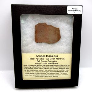 Acripes triassicus Arthropod Track Fossils for Sale 7