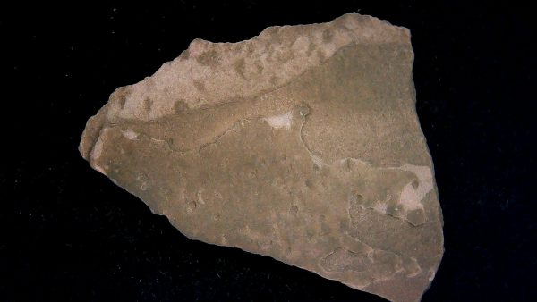 Acripes triassicus Arthropod Track Fossils for Sale 8 - Image 2