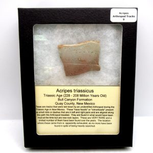 Acripes triassicus Arthropod Track Fossils for Sale 9
