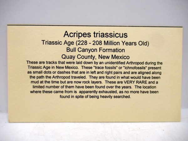 Acripes triassicus Arthropod Track Fossils for Sale 5 - Image 4