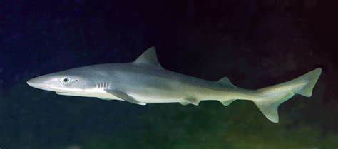 Galeorhinus