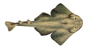 Squatina