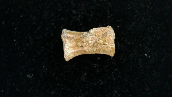 Genuine Permian Age Dimetrodon Vertebra for Sale from Texas #1a
