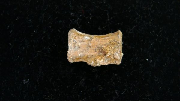 Genuine Permian Age Dimetrodon Vertebra for Sale from Texas #1b