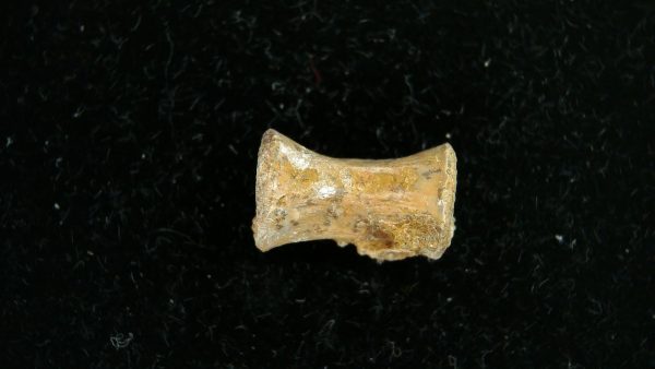 Genuine Permian Age Dimetrodon Vertebra for Sale from Texas #1c