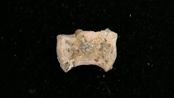 Genuine Permian Age Dimetrodon Vertebra for Sale from Texas #2