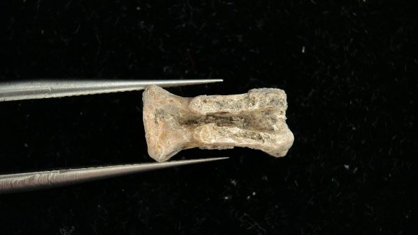 Genuine Permian Age Dimetrodon Vertebra for Sale from Texas #2a
