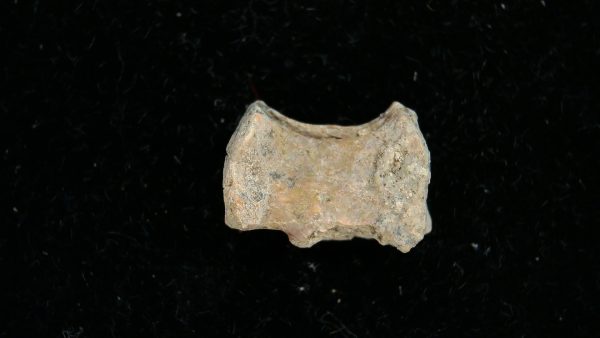 Genuine Permian Age Dimetrodon Vertebra for Sale from Texas #2b