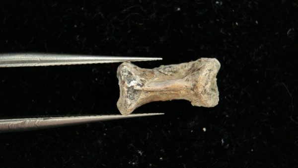 Genuine Permian Age Dimetrodon Vertebra for Sale from Texas #2c