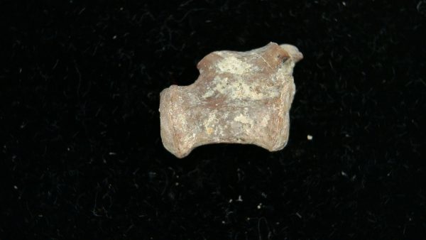 Dimetrodon Synapsid Vertebra #4 - Image 2