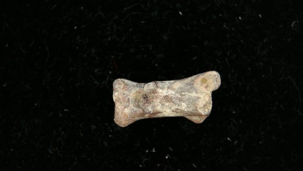 Dimetrodon Synapsid Vertebra #4 - Image 5