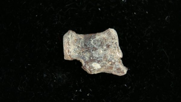 Dimetrodon Synapsid Vertebra #4 - Image 4
